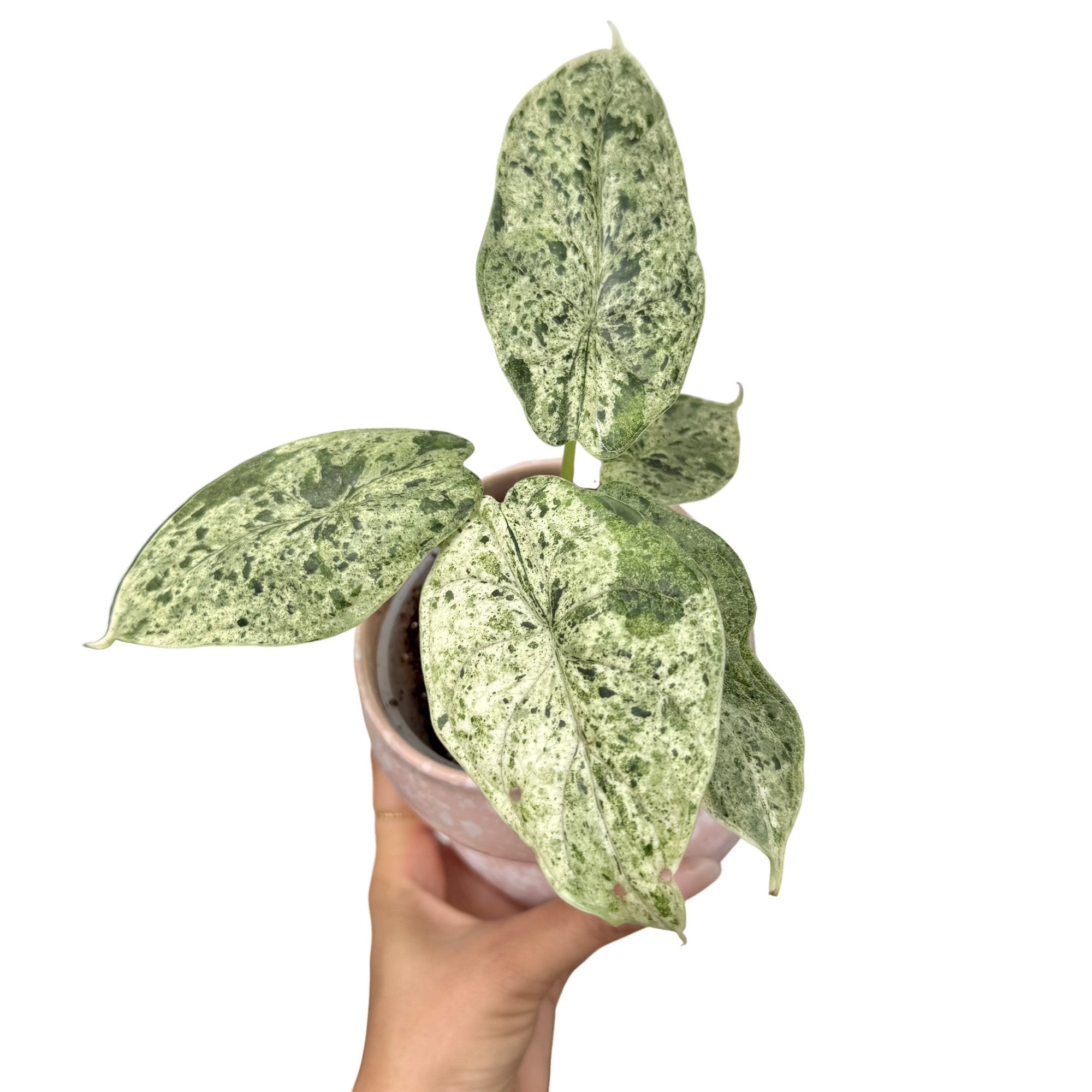 Alocasia Dragon Scale Marble Mint Ribbed Variegated – plantandstories