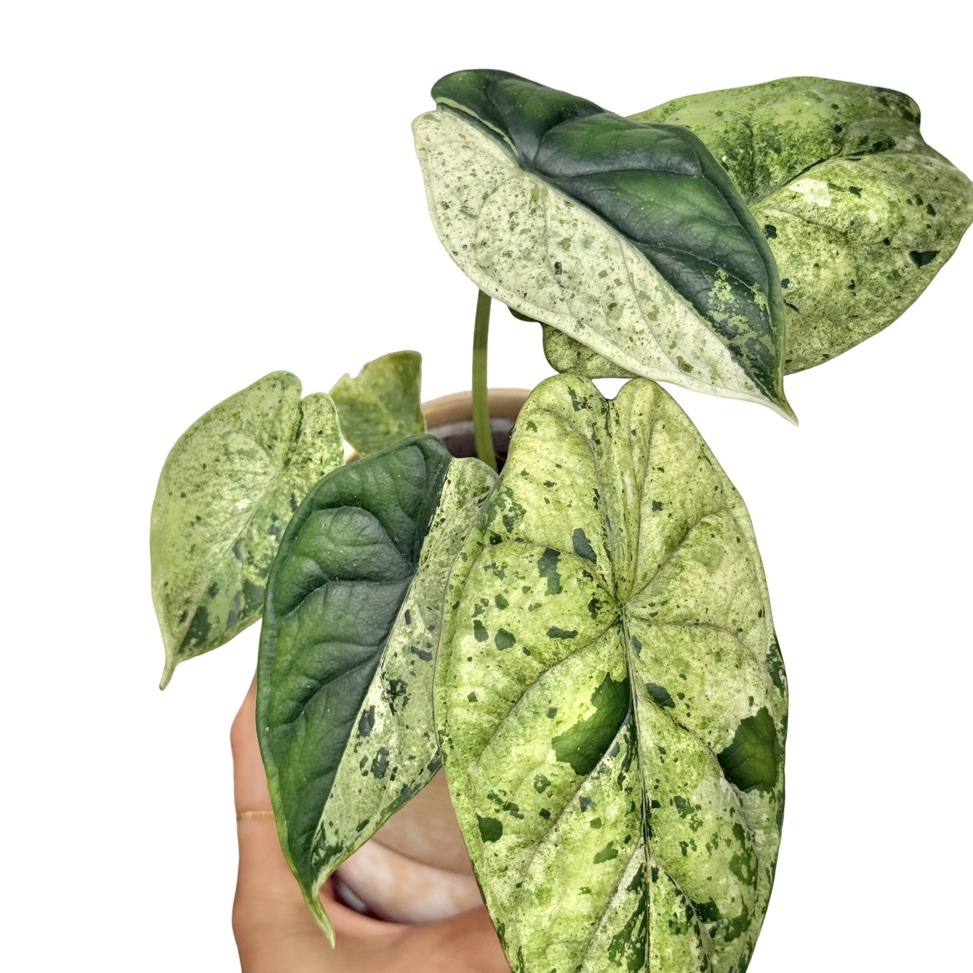 Alocasia Dragon Scale Marble Mint Ribbed Variegated – plantandstories
