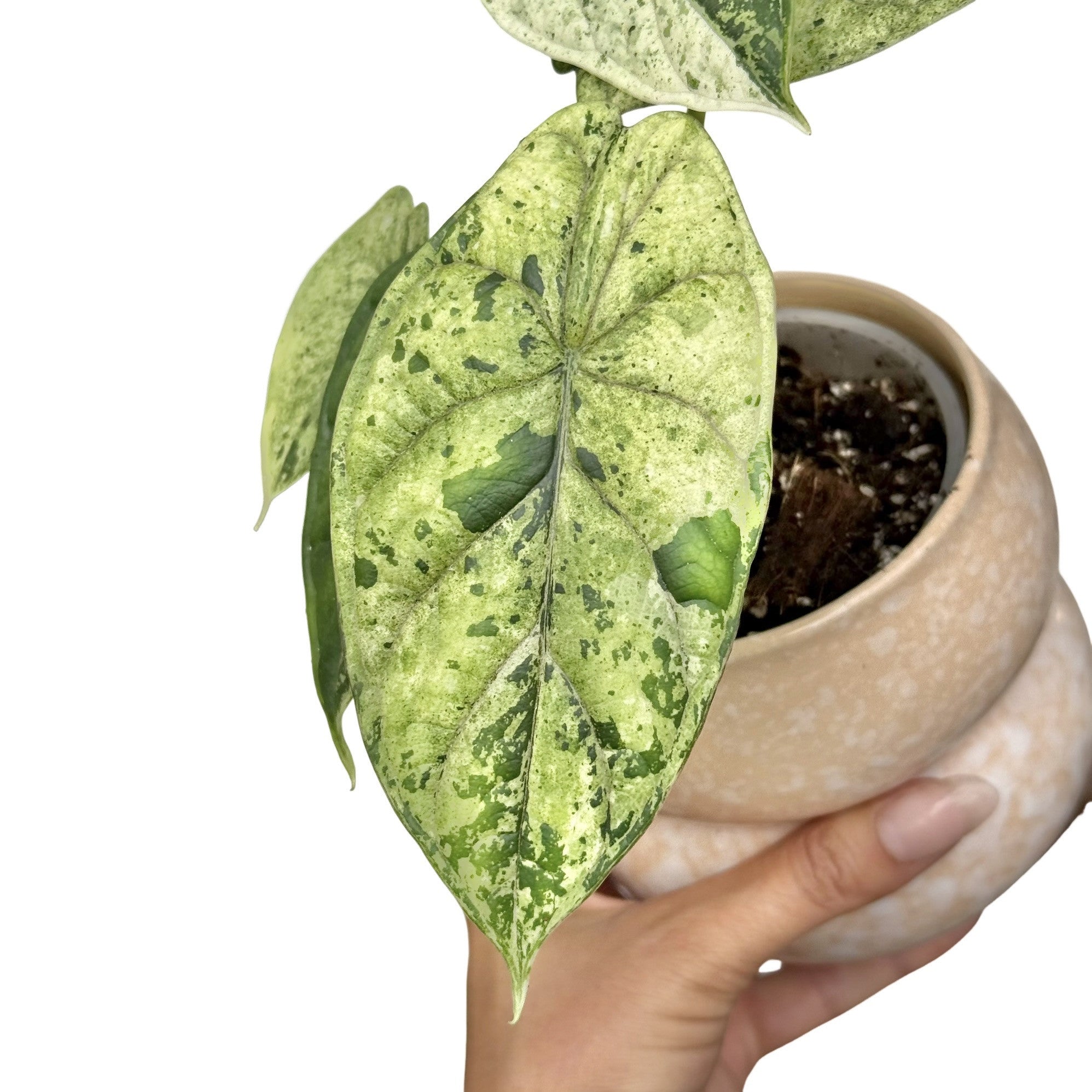 Alocasia Dragon Scale Marble Mint Ribbed Variegated – plantandstories