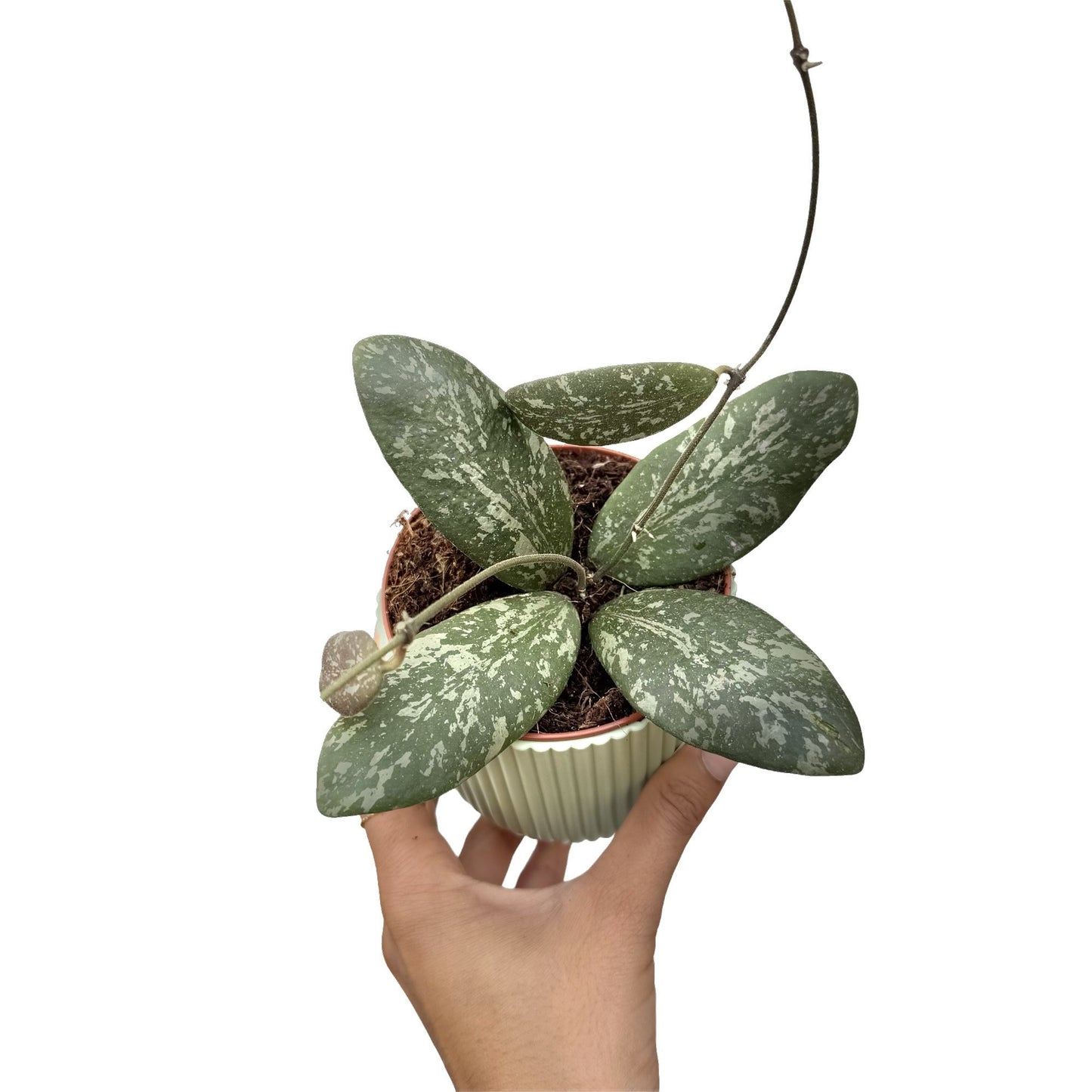 Hoya Sigillatis Round Leaf