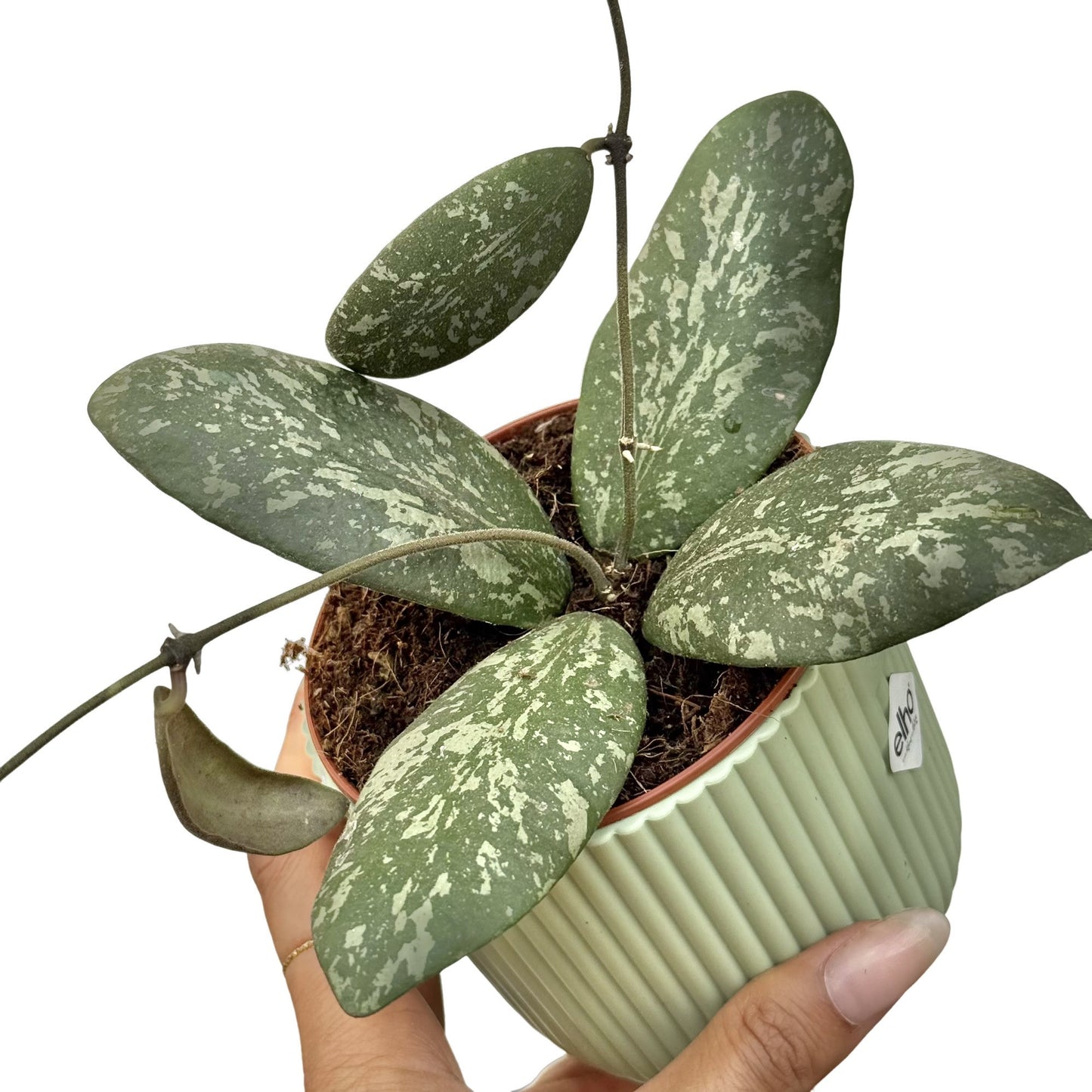Hoya Sigillatis Round Leaf