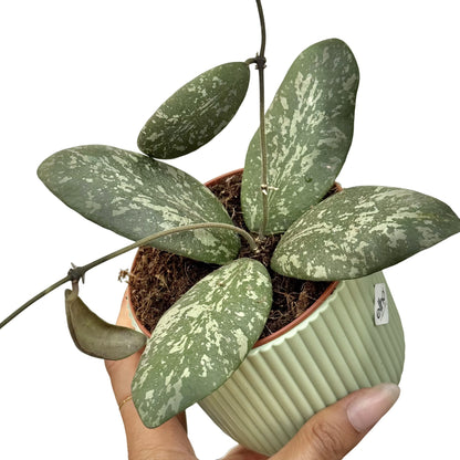 Hoya Sigillatis Round Leaf