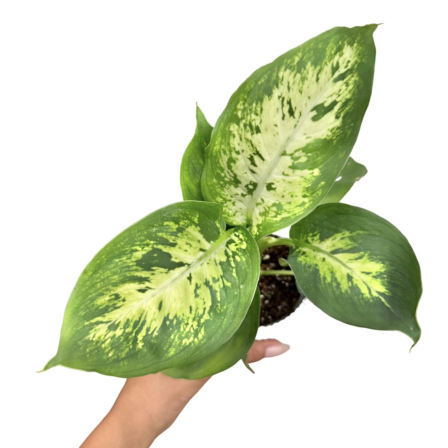 Plante verte Dieffenbachia Mars au feuillage panaché vert et crème dans son pot de culture sur fond blanc