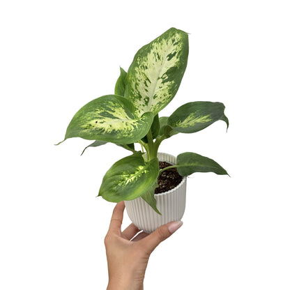 Dieffenbachia Mars