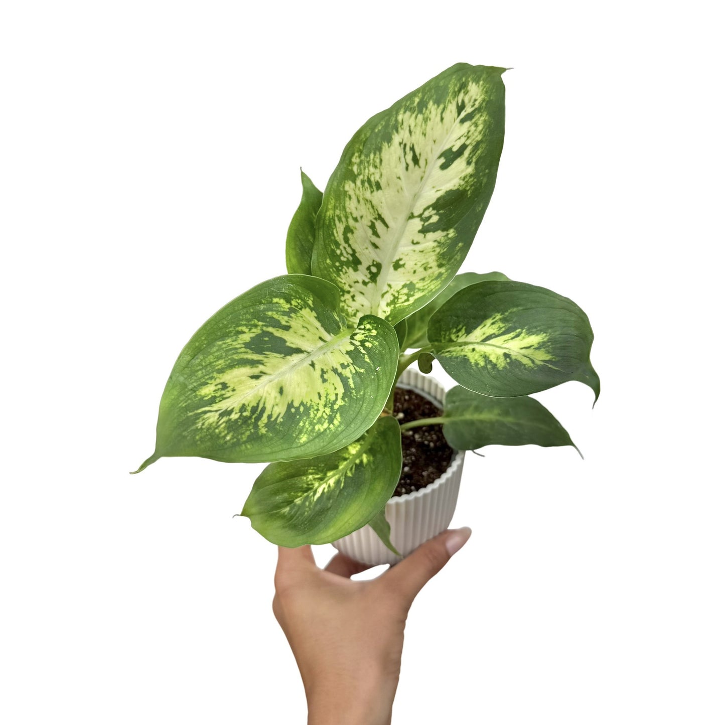 Dieffenbachia Mars