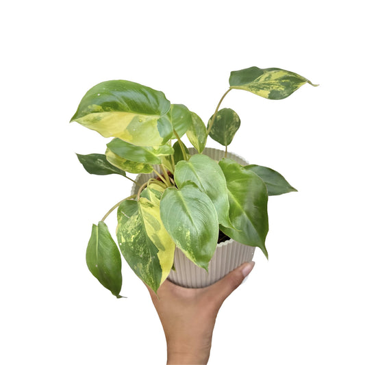 Ce Philodendron Burle Marx variegata presente un feuillage vert panaché de jaune clair, dans un pot beige strié