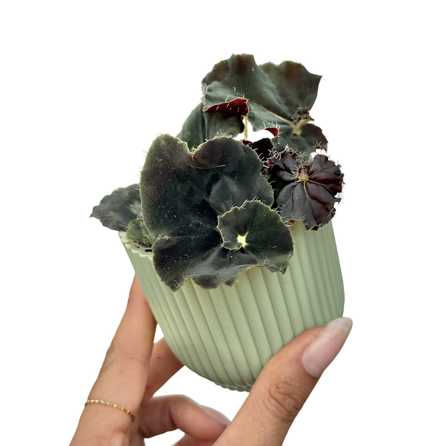Le Begonia Dark Mambo avec son feuillage foncé et texturé dans un pot strié vert d'eau, sur fond blanc