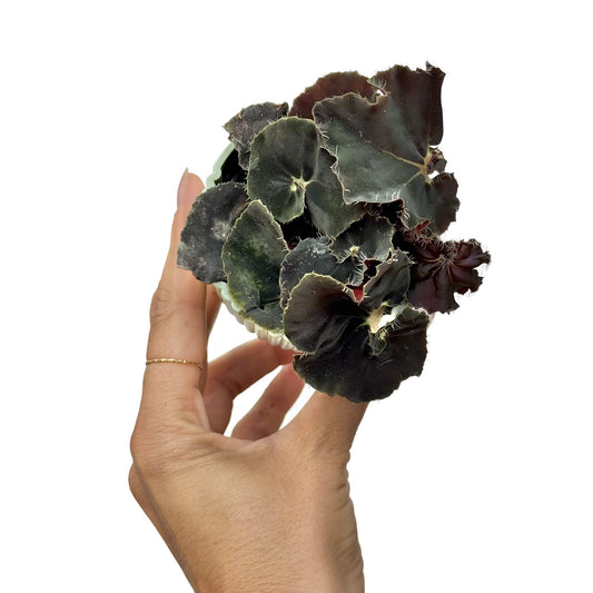Begonia Dark Mambo