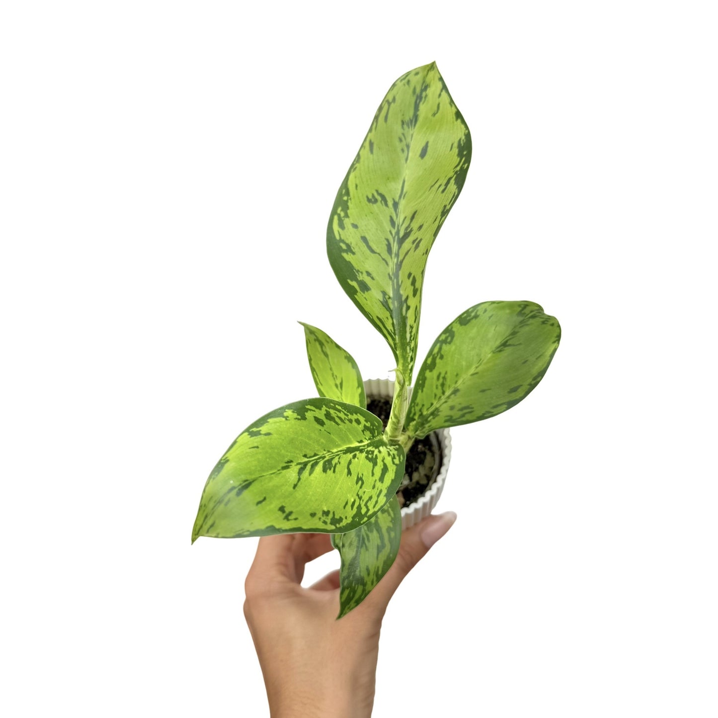 Dieffenbachia Crocodile avec de grandes feuilles vertes tachetées de jaune clair dans un petit pot blanc cannelé