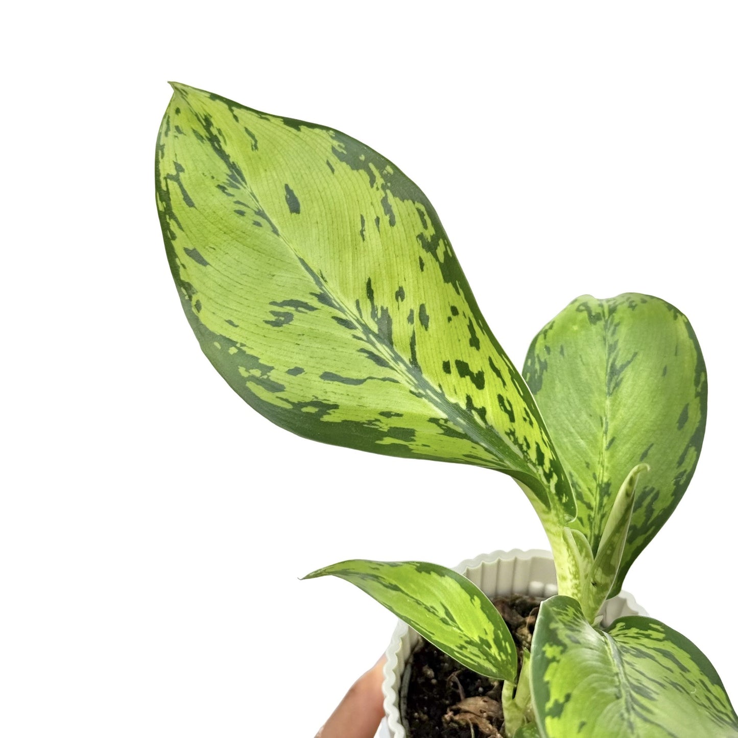 Dieffenbachia Crocodile avec de grandes feuilles panachées vert clair et foncé, plantée dans un pot blanc texturé