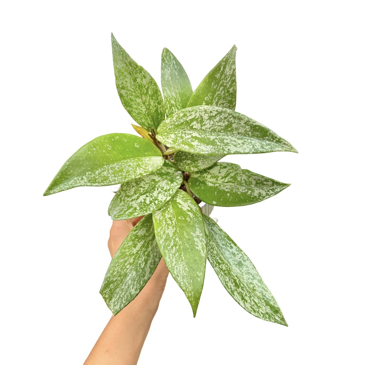 Hoya Pubicalyx Silver Spot - plantandstories