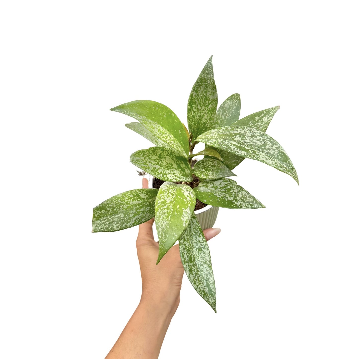 Hoya Pubicalyx Silver Spot - plantandstories