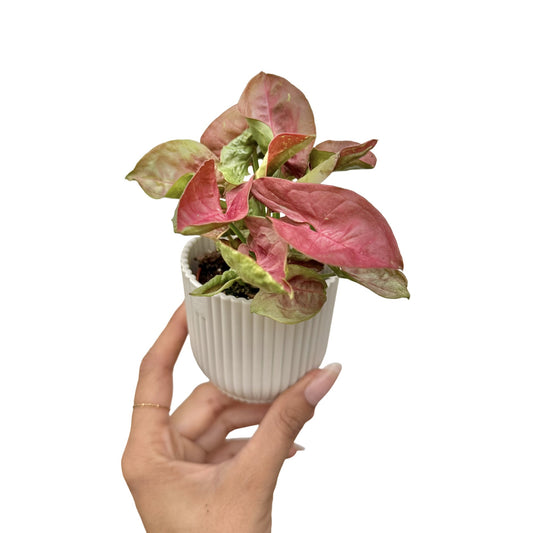 Syngonium Orn Nak Red - plantandstories