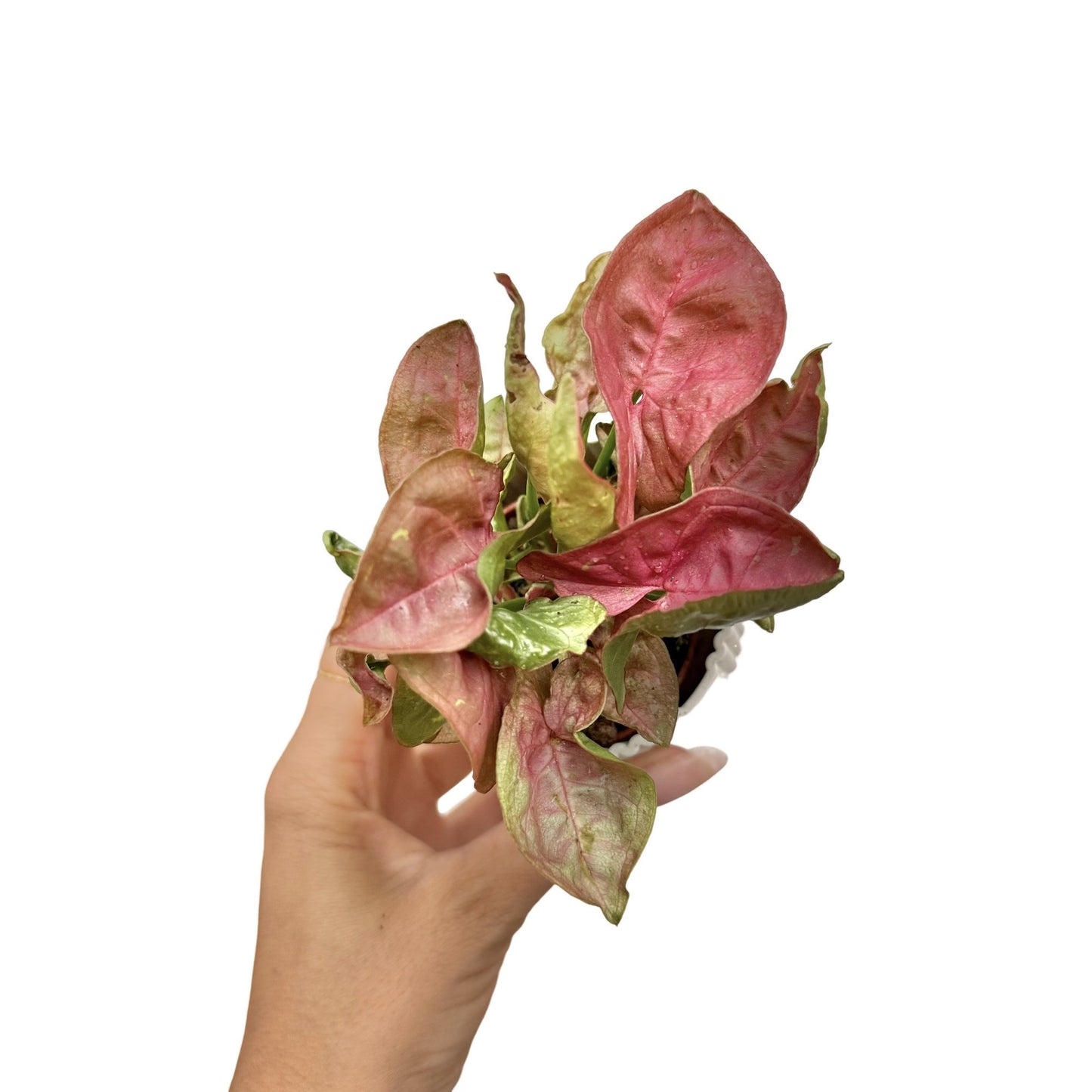 Syngonium Orn Nak Red - plantandstories
