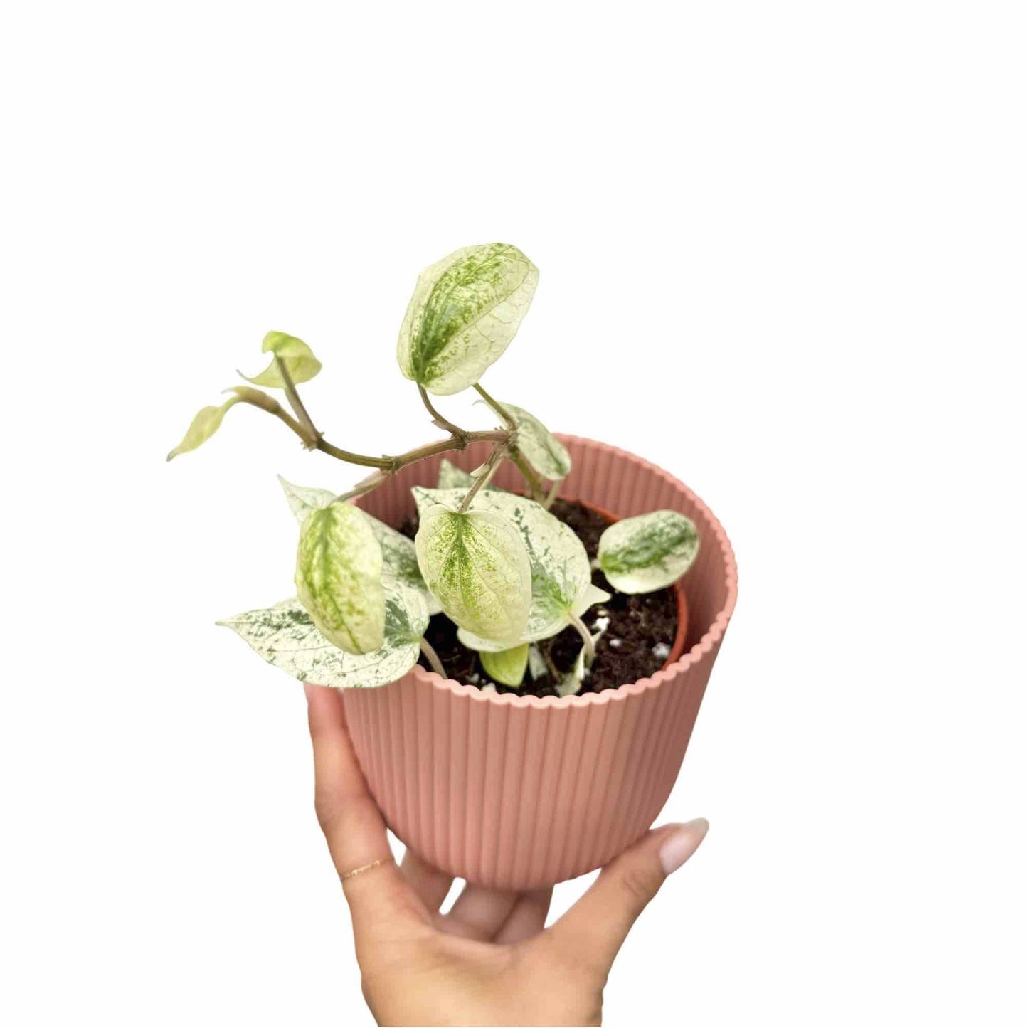 Piper Macropiper Variegata - plantandstories