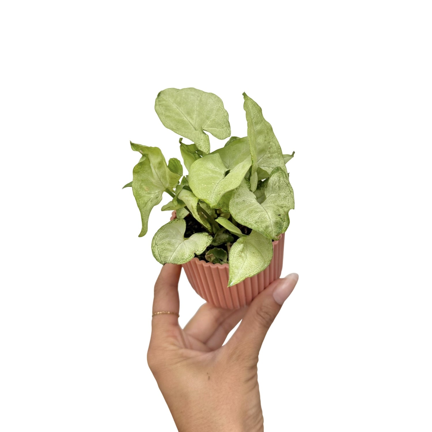 Un Syngonium 'White Butterfly' aux feuilles vertes claires et argentées, dans un pot de culture rose nervuré