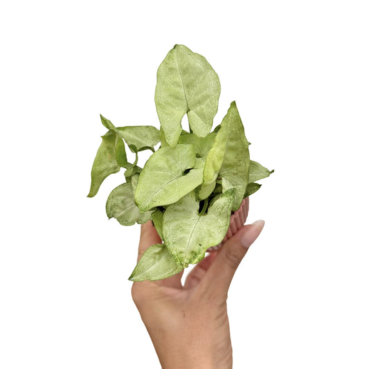 Un jeune Syngonium 'White Butterfly' aux feuilles vert clair en forme de cœur, cultivé dans un petit pot rose strié