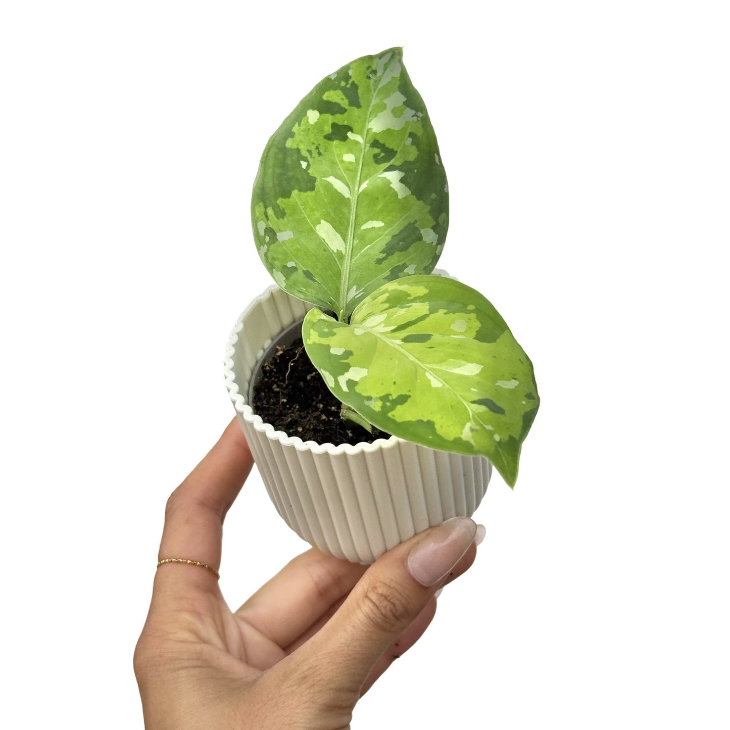 Aglaonema Pictum Tricolor