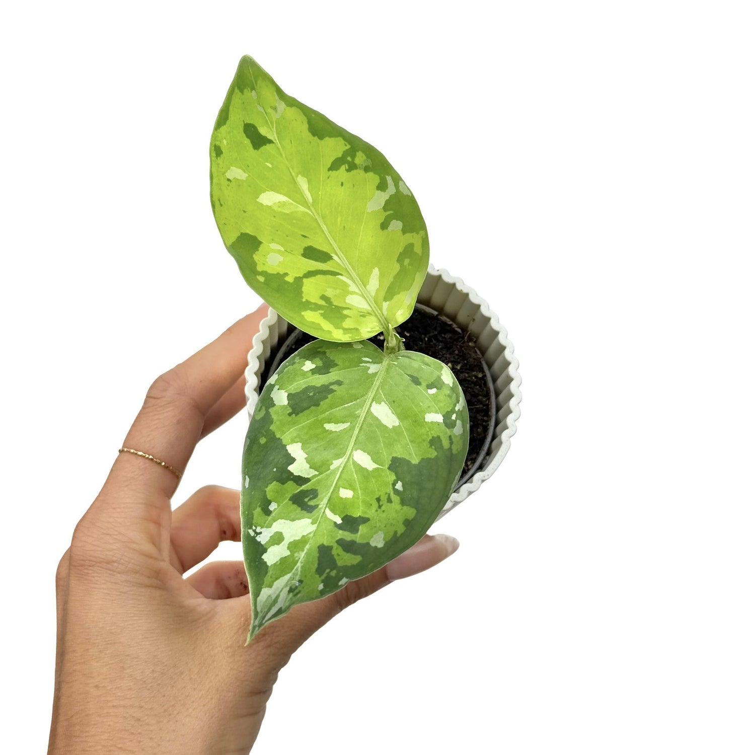 Jeune Aglaonema Pictum Tricolor aux feuilles camouflage nuancées de vert et blanc dans un pot blanc strié