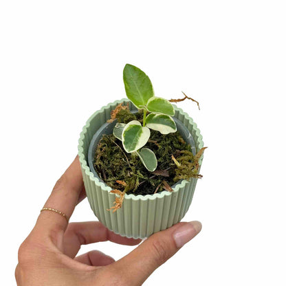Hoya Cumingiana Albomarginata - plantandstories