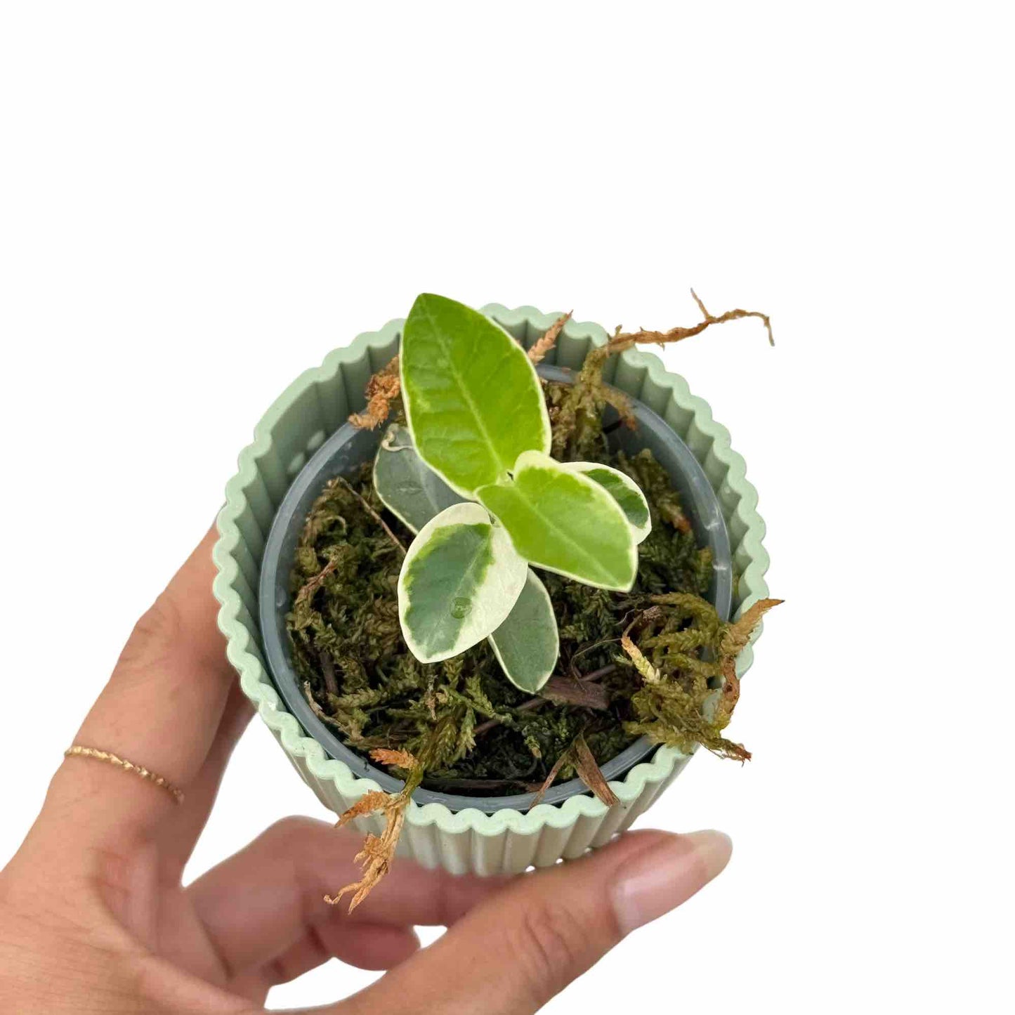 Hoya Cumingiana Albomarginata - plantandstories