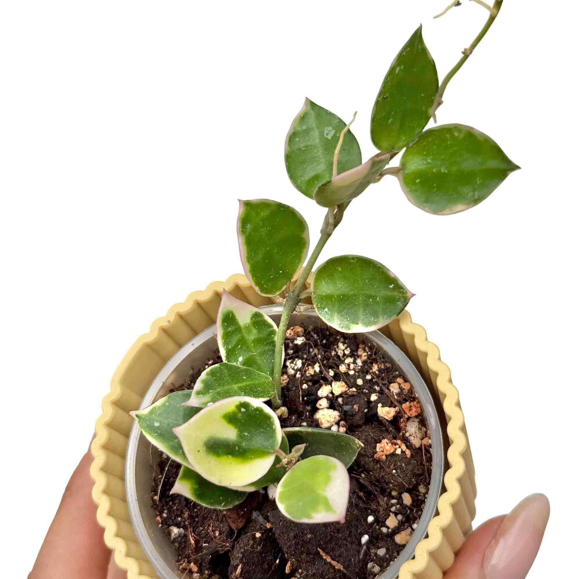 Hoya Lacunosa Albomarginata 'Asami' – plantandstories