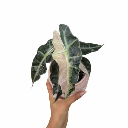 Alocasia Polly Variegata