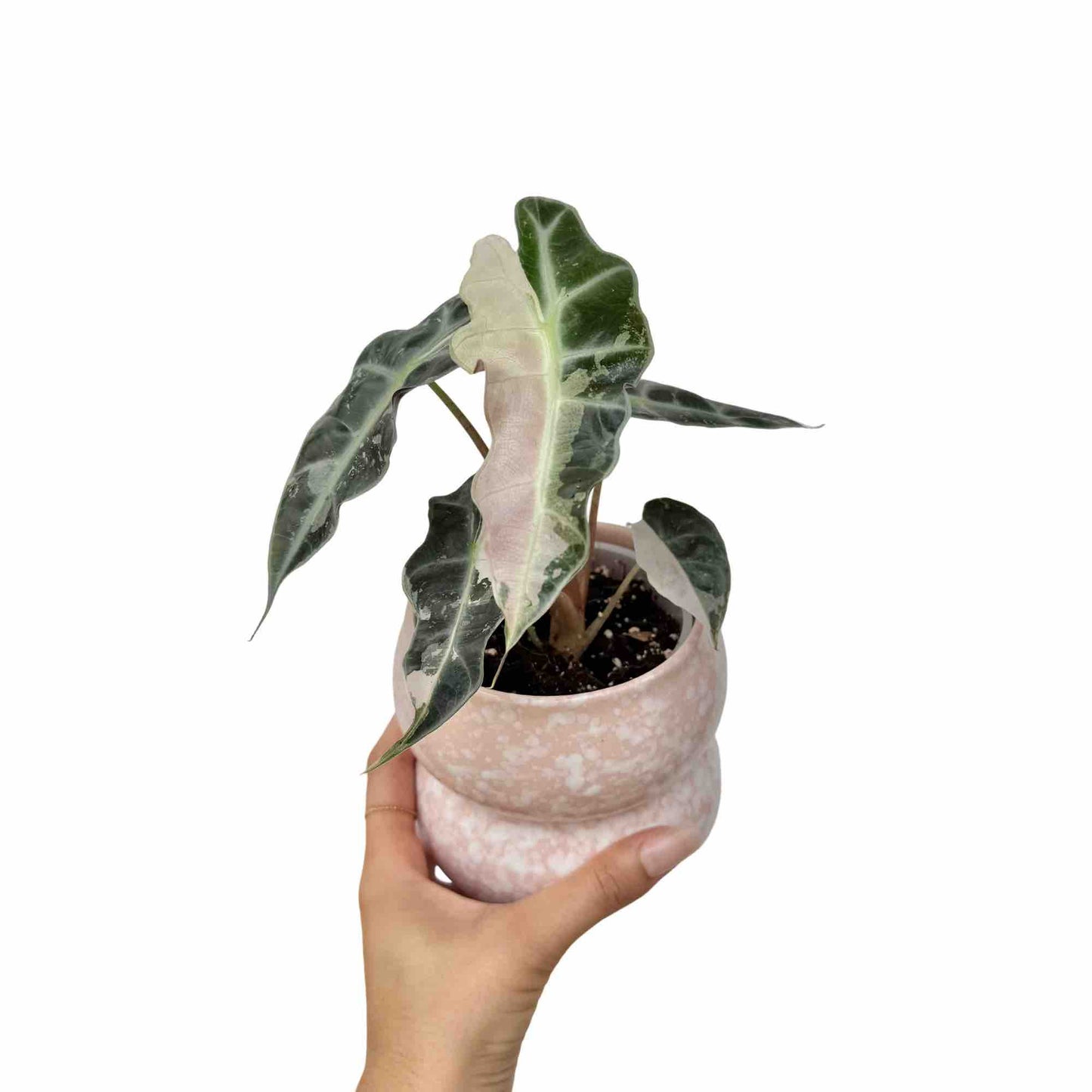Alocasia Polly Variegata