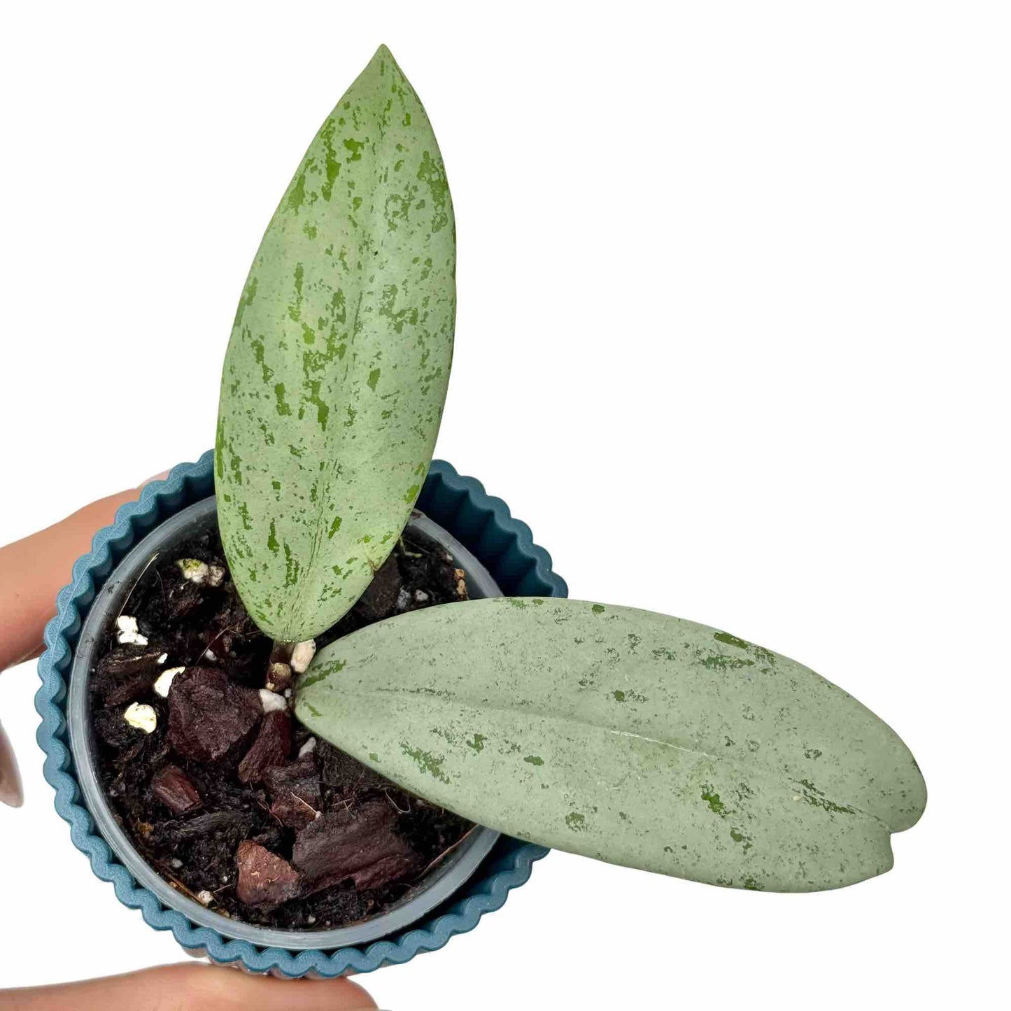 Hoya Pubicalyx Silver Ghost