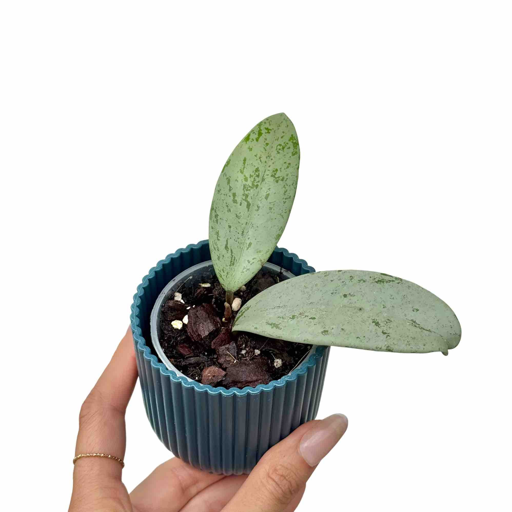 Hoya Pubicalyx Cuttings: Easy to Grow, Elegant Plant – plantandstories
