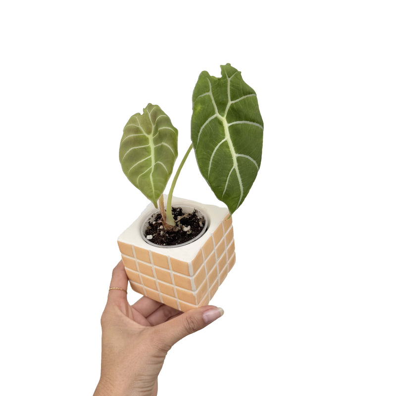 Alocasia Watsoniana