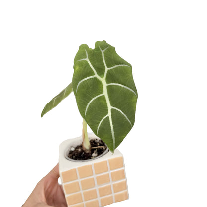 Alocasia Watsoniana