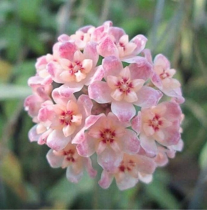 Hoya Scortechinii UT001 pink flower