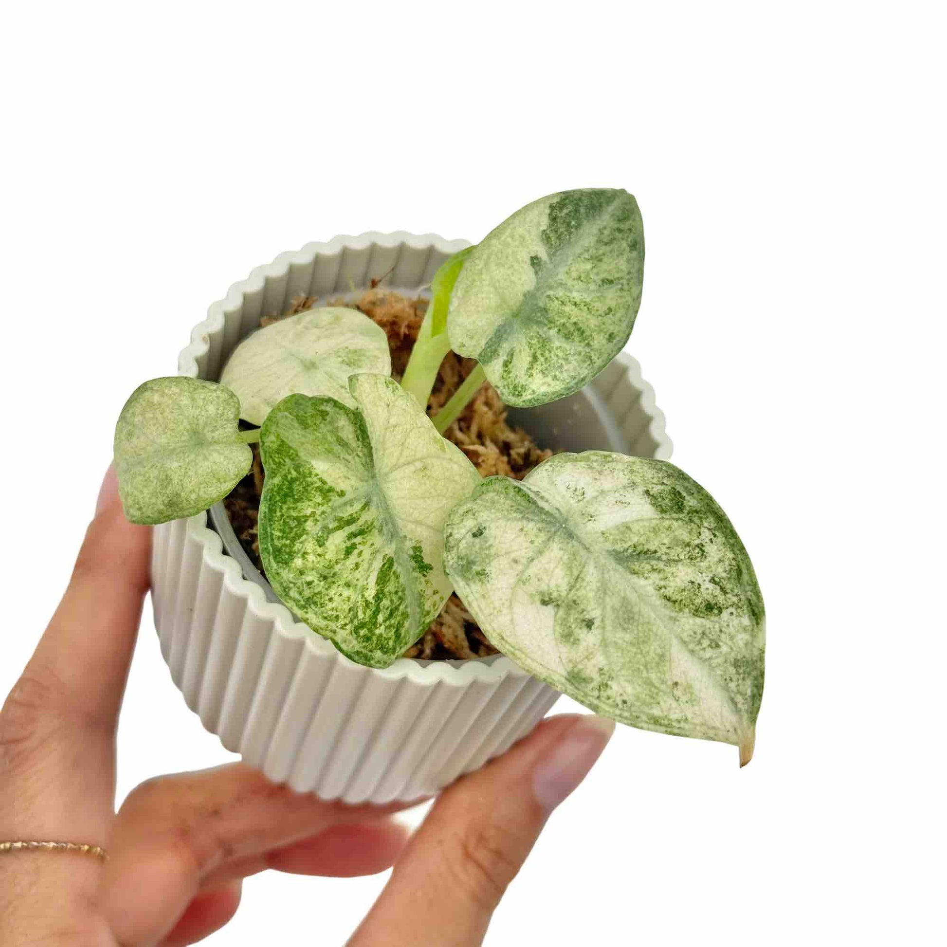 Alocasia Ninja Tricolor - plantandstories