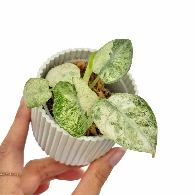 Alocasia Ninja Tricolor