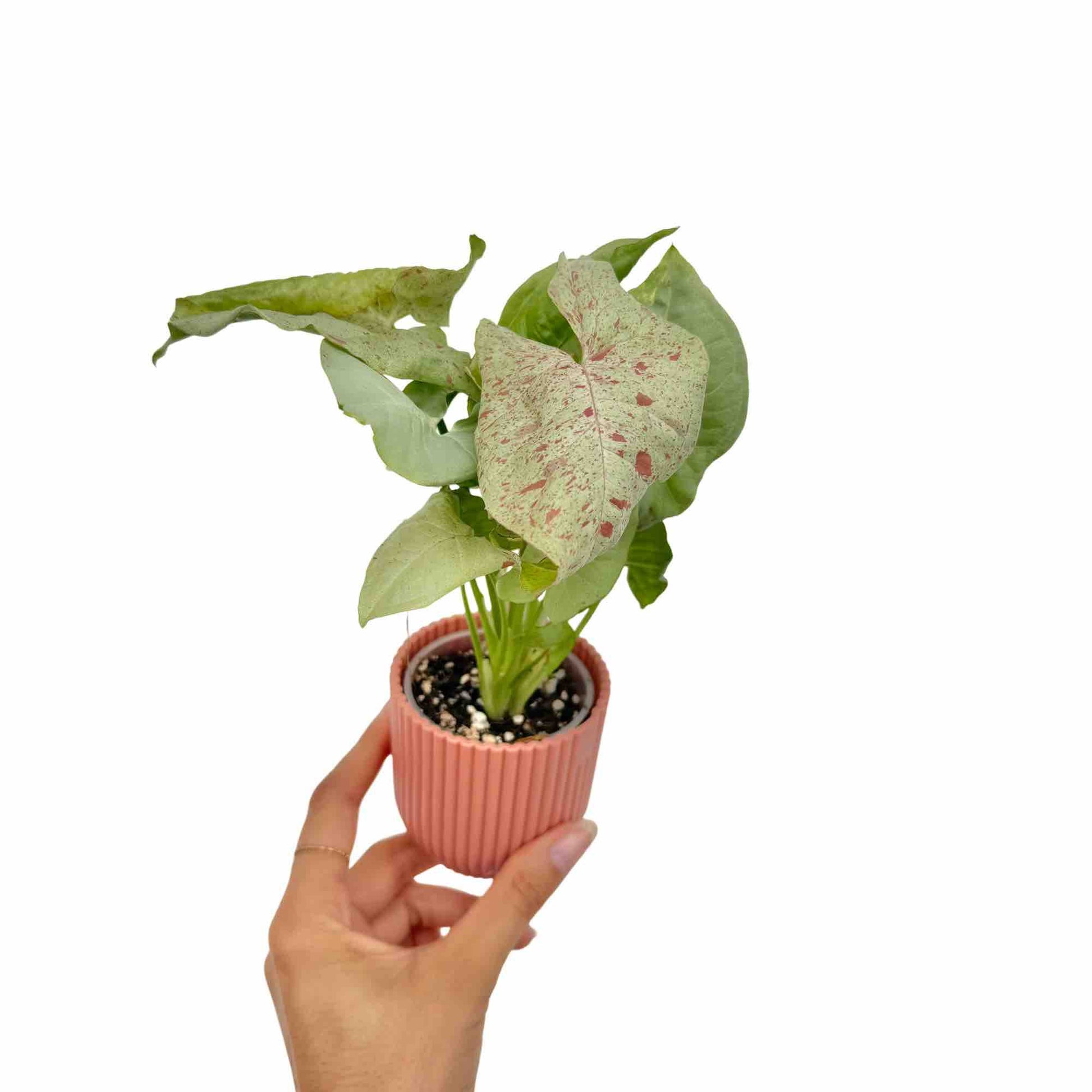 Syngonium Confetti - plantandstories