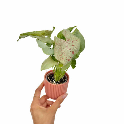 Syngonium Confetti - plantandstories