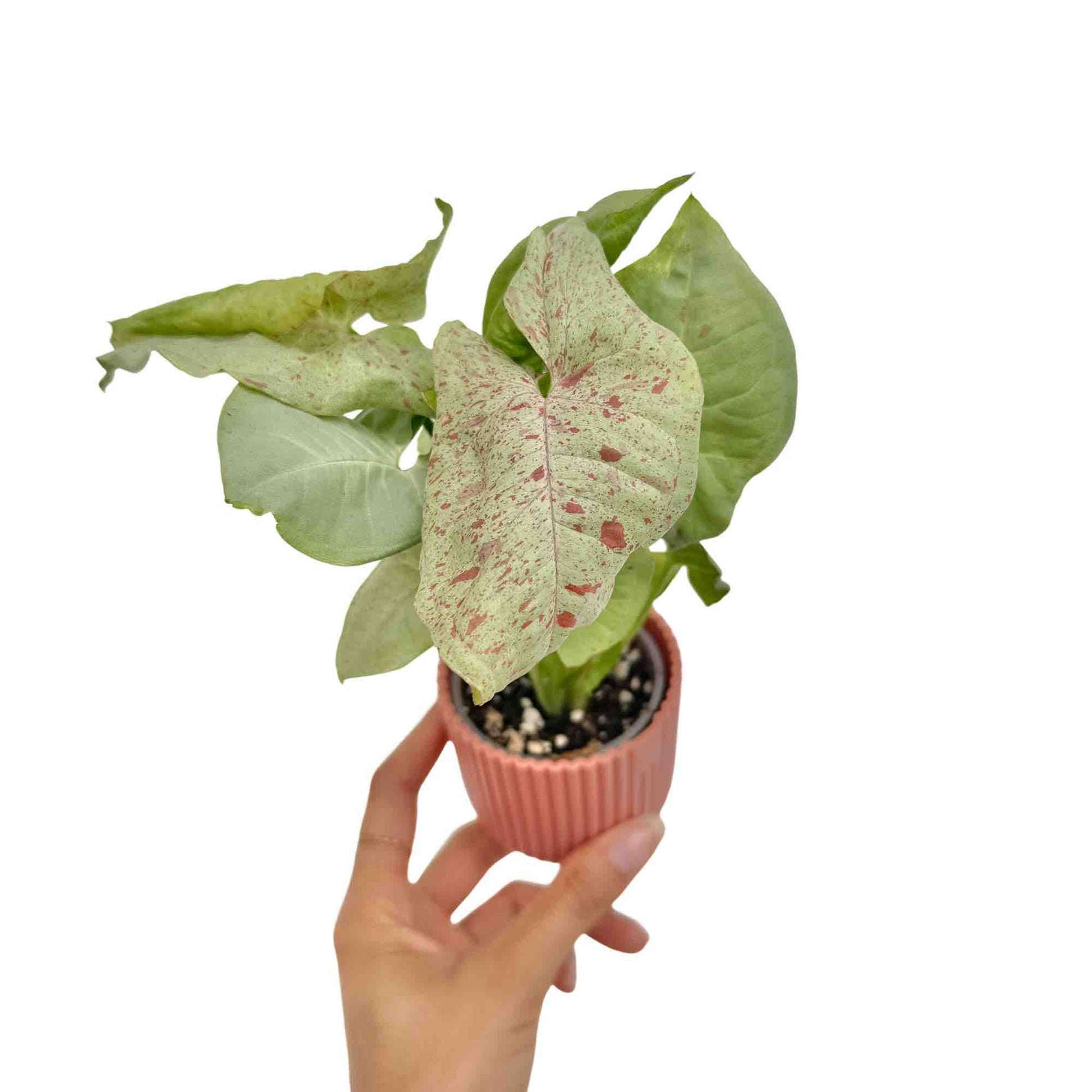 Syngonium Confetti - plantandstories