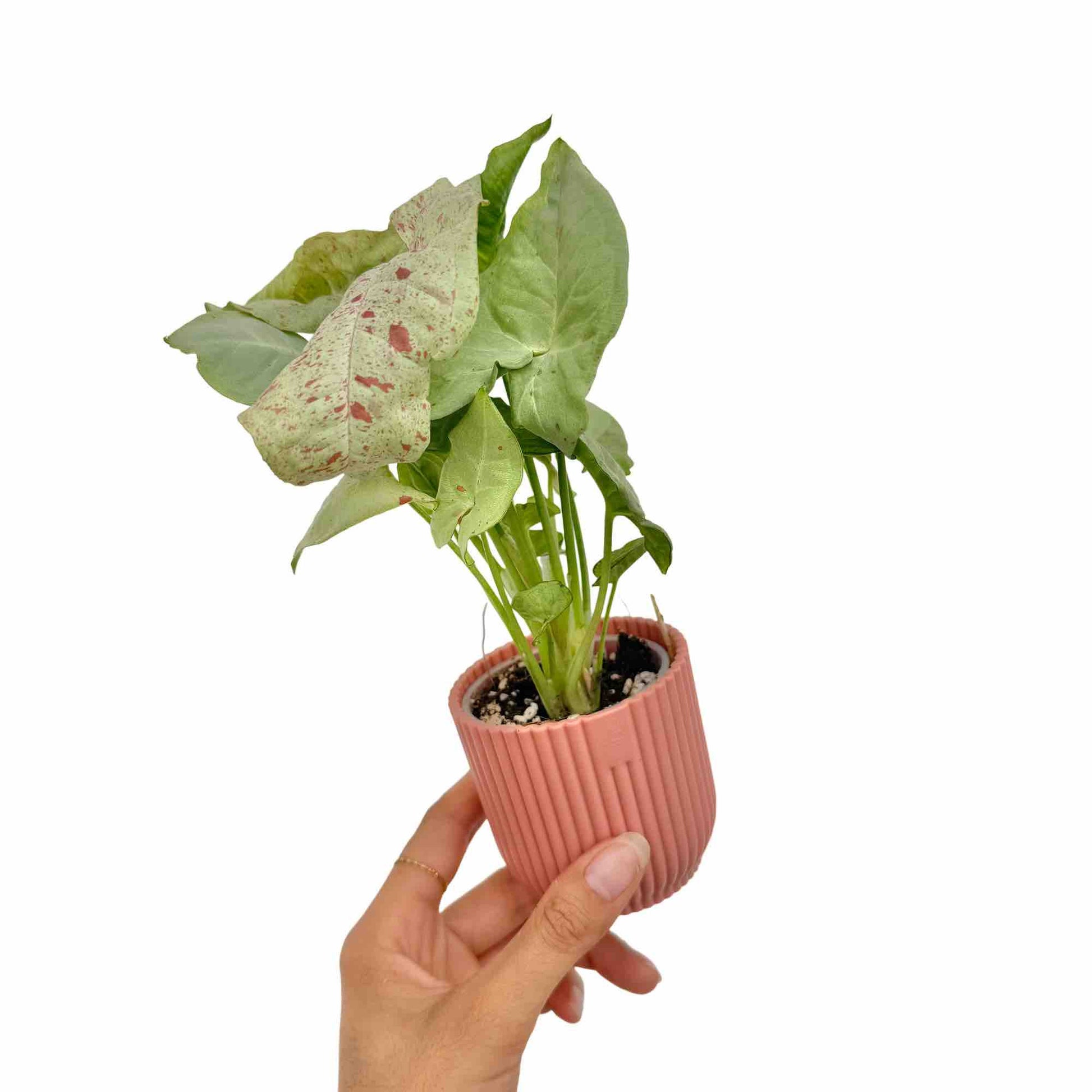 Syngonium Confetti - plantandstories