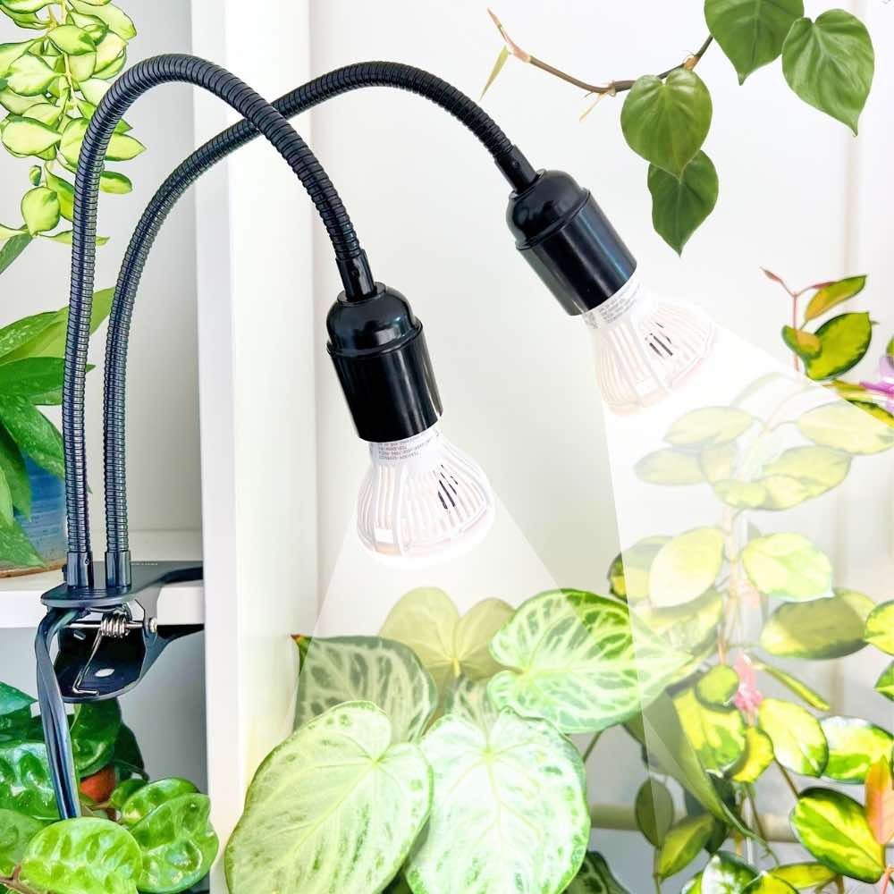 Lampe horticole de croissance à deux ampoules blanches éclairant des plantes d'intérieur au feuillage vert et varié