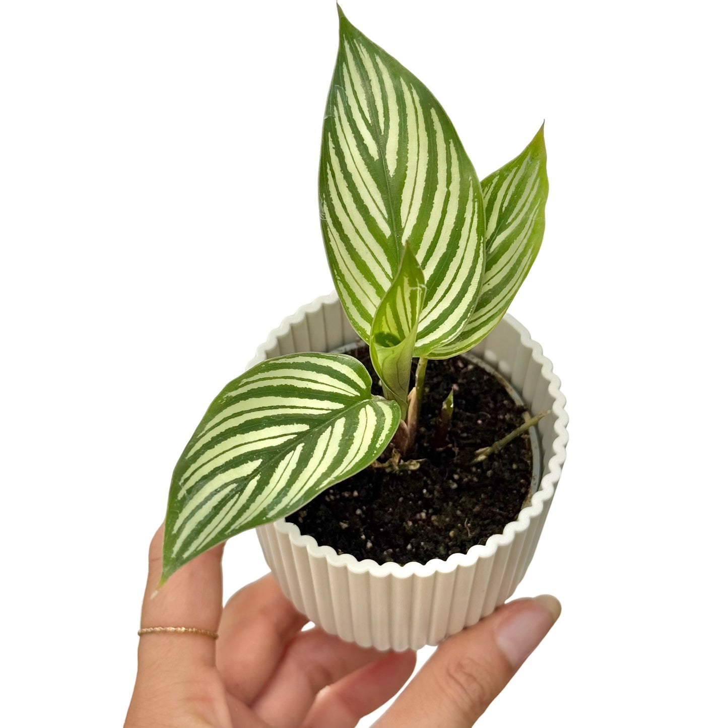 Calathea Vittata