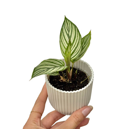 Calathea Vittata