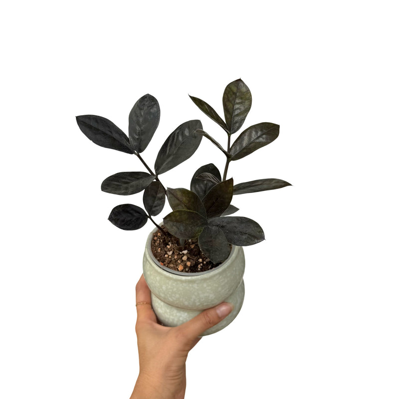 Zamioculcas Zamiifolia Raven