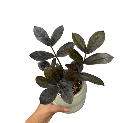 Zamioculcas Zamiifolia Raven