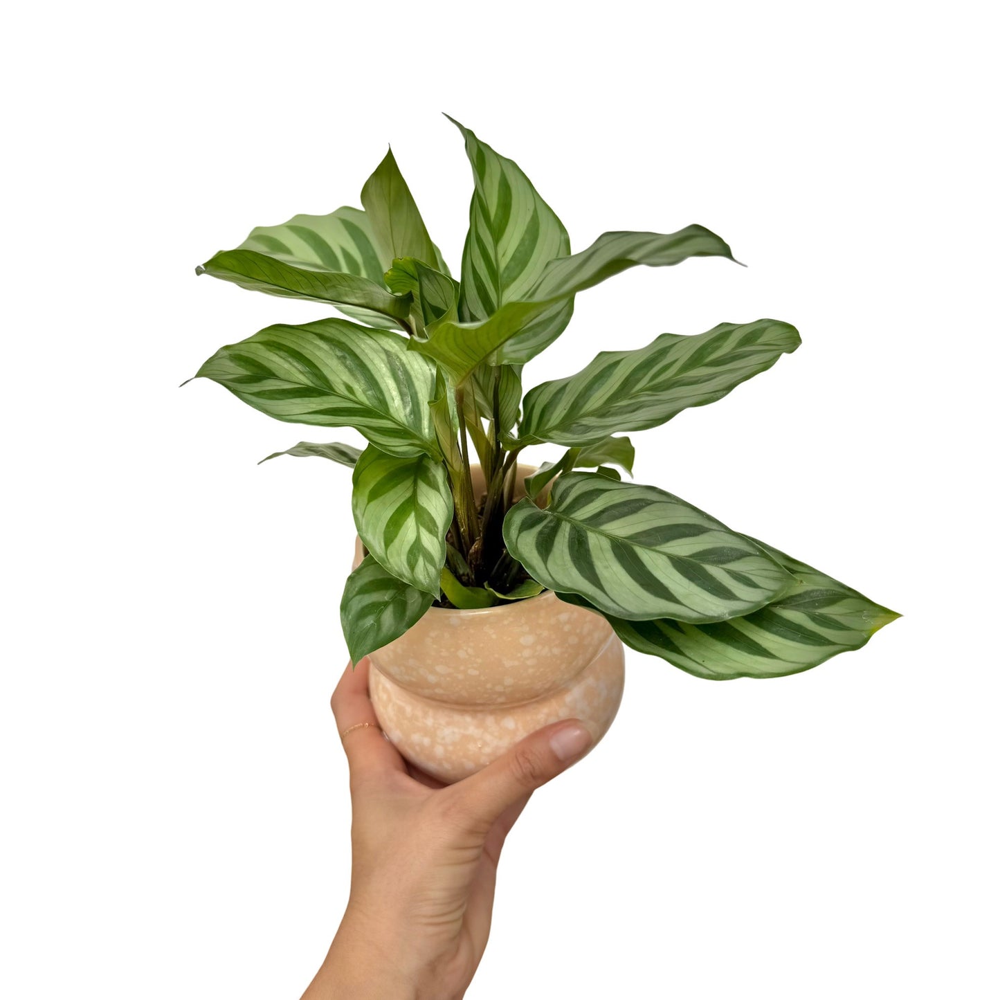 Calathea Freddie dans un pot en céramique beige à motifs, avec son feuillage vert panaché de rayures claires
