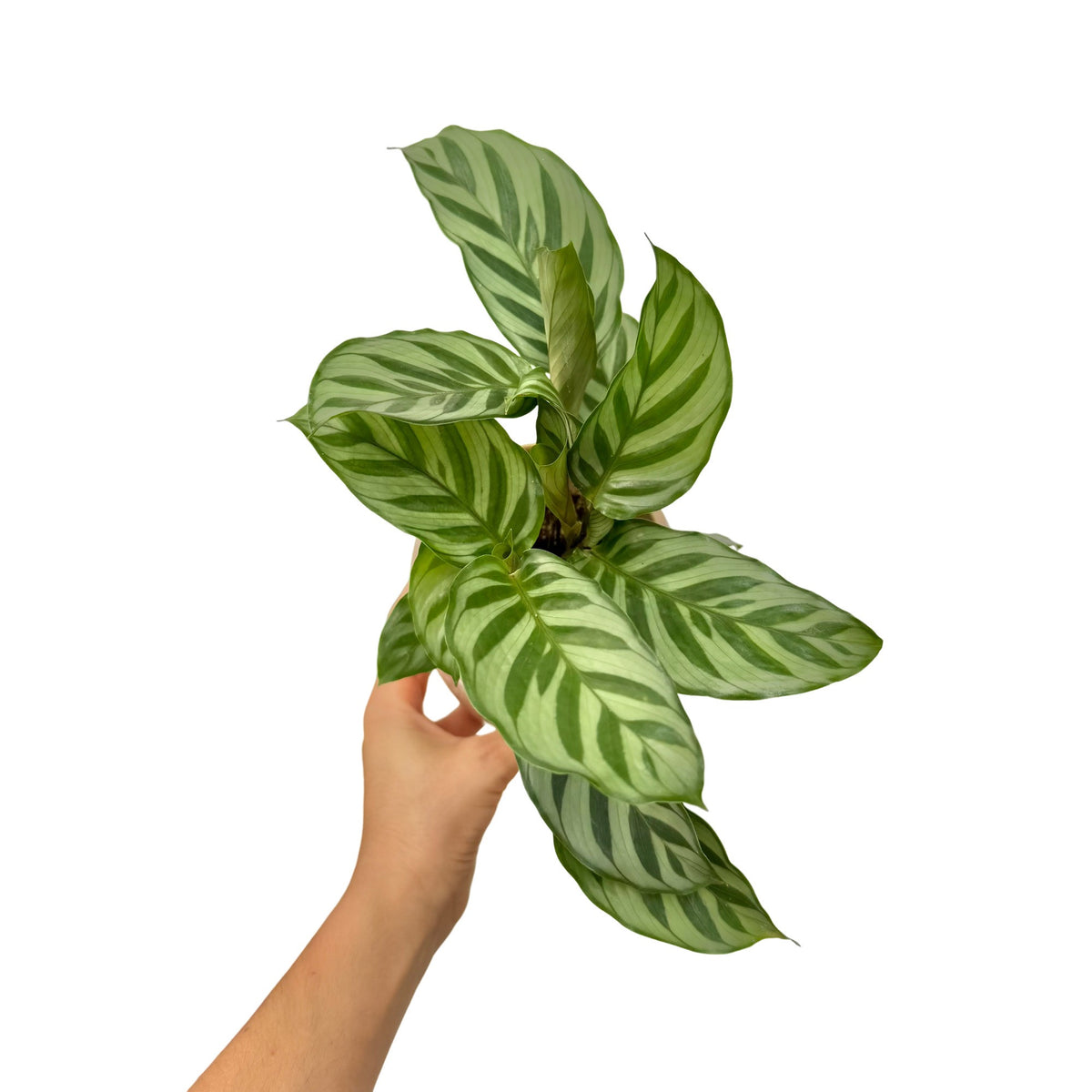 Superbe Calathea Freddie avec de grandes feuilles vert clair et des rayures vert foncé, dans un pot de culture