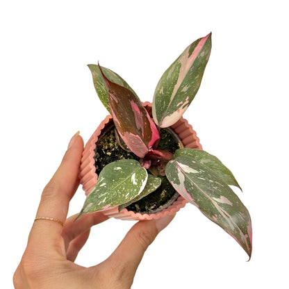 Philodendron Pink Princess