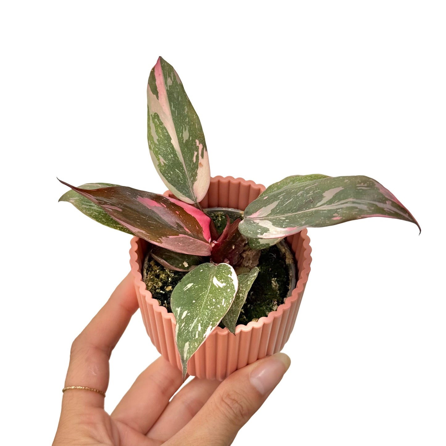 Philodendron Pink Princess