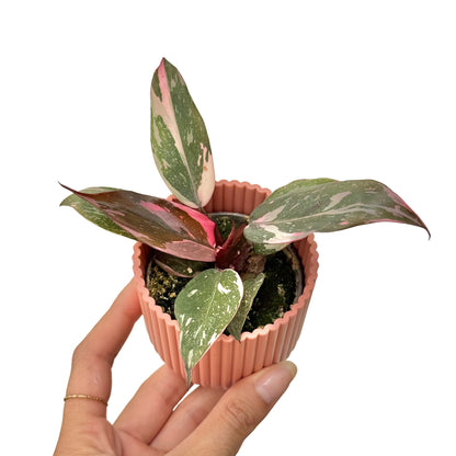 Philodendron Pink Princess