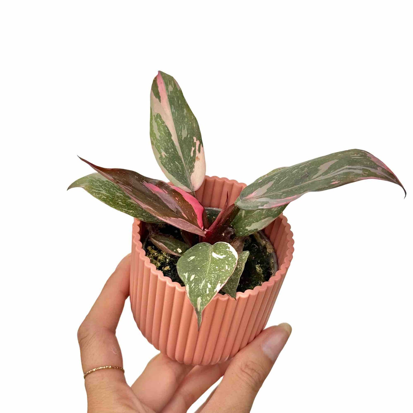 Philodendron Pink Princess
